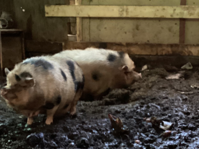 Julian female pigs in Livestock in Sudbury - Image 3