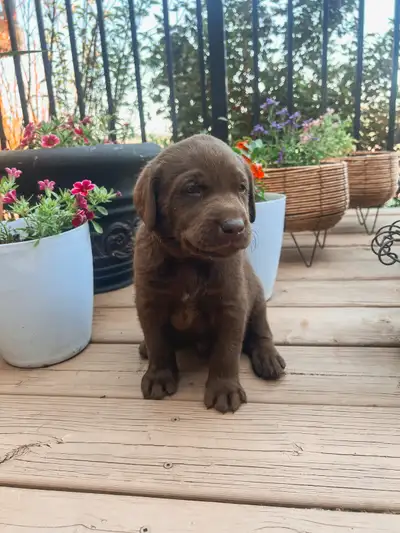 We have ONE Chocolate Lab looking for his home still. He is 5 weeks old and ready to go home July 1s...