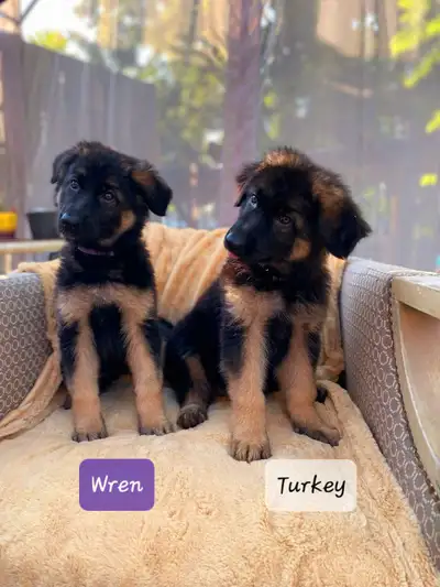 LAST two puppies! Purebred longcoat German Shepherds!, View more
