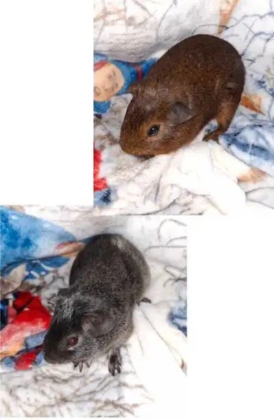 baby guinea pigs, both male, View more