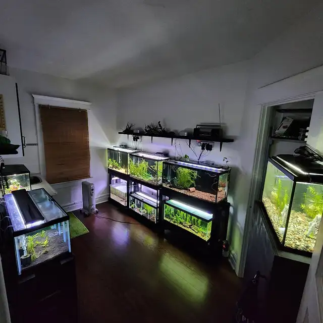 Taking in small, Unwanted Fish or Fish that Need Rehoming in Fish for Rehoming in City of Toronto - Image 2