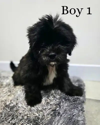 Puppies For Sale, View more