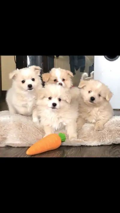 4 Males Left! Adorable Shih Poo / Bichon Pom Puppies, View more