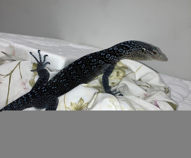 Reptile sale Reptiles & Amphibians for Rehoming City of Toronto