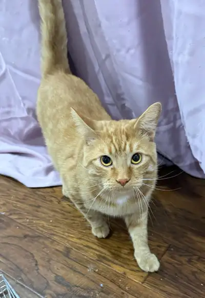 Cat for rehoming, View more