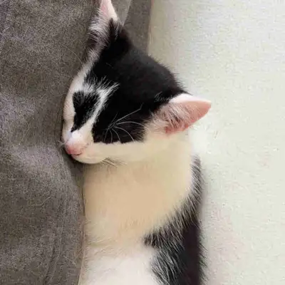 Adorable chaton mâle de 3 mois – Longueuil (Saint-Hubert), View more
