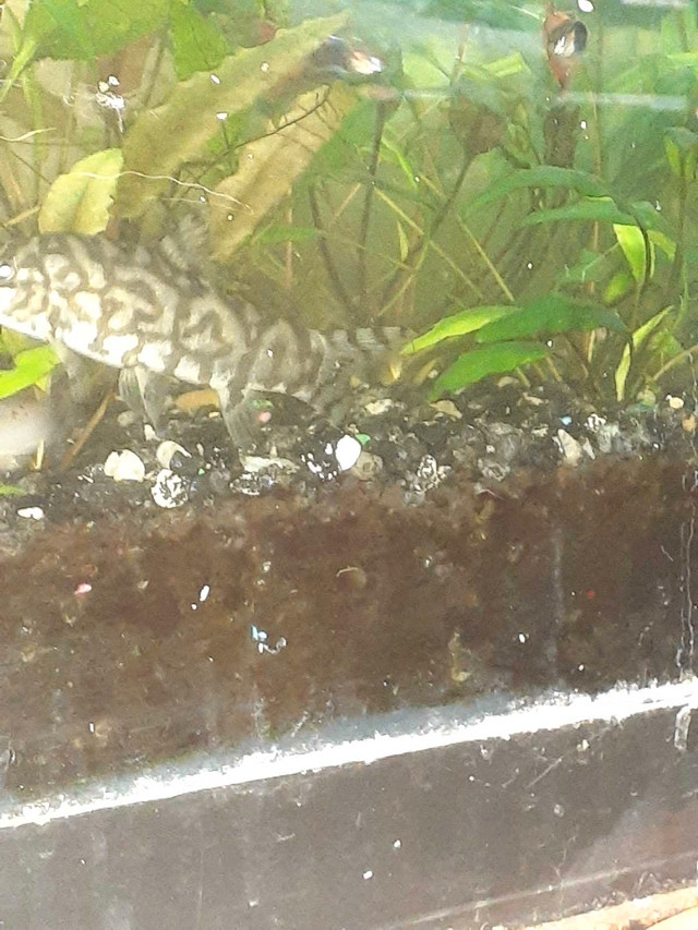 Botia Loach in Fish for Rehoming in Oshawa / Durham Region