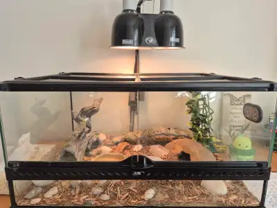 leopard gecko, tank and accessories , View more