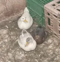 Canard, poule, coq et lapin