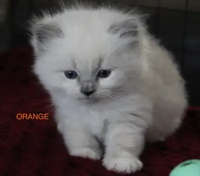 Ragdoll Kittens, View more