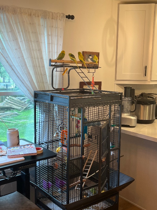 Free Budgies with large cage Birds for Rehoming St. Catharines Kijiji