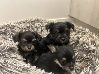 Yorkie/Pomeranian (Yoranian) puppies, View more