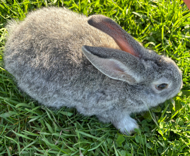 3 left - New Zealand bunnies  - ready to go! in Other Pets for Rehoming in Peterborough - Image 3