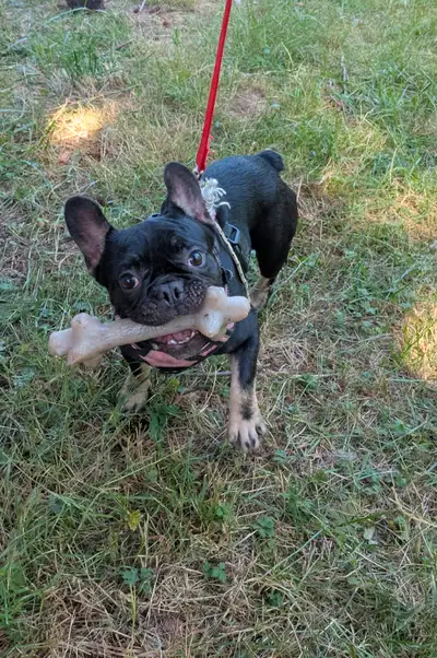 Hello, I'm looking for a forever home for my female Frenchton Born December 9th 2024 She's 7 months...