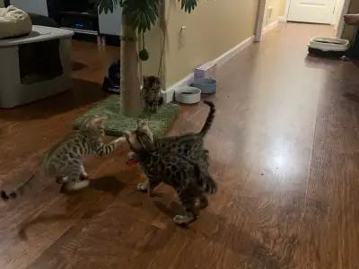 Bengal Kittens Ready Now, View more
