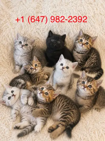TICA Purebred British Shorthair kitten, View more