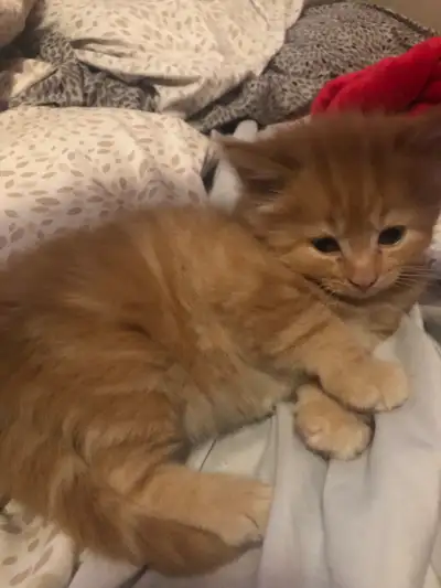 Beautiful kittens looking for their forever, home litter trained ,eating hard and soft food 1 orange...