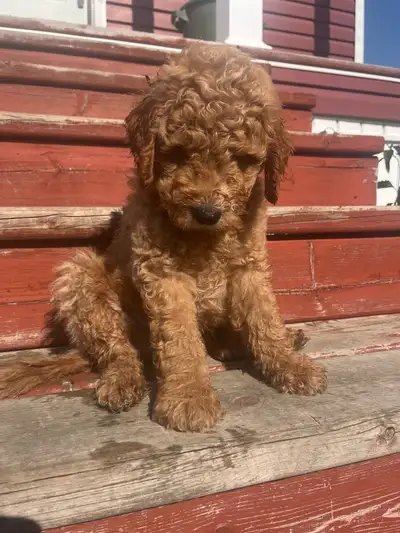 ***FOR SALE*** 1 Male F1b Labradoodle puppy . Their father is a purebred red Moyen poodle, whose her...