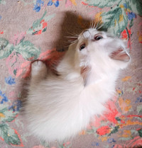 Rare Hypoallergenic Munchkin  lilac Kitten with blue eyes