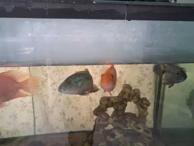 Gorgeous Fish For Sale, View more
