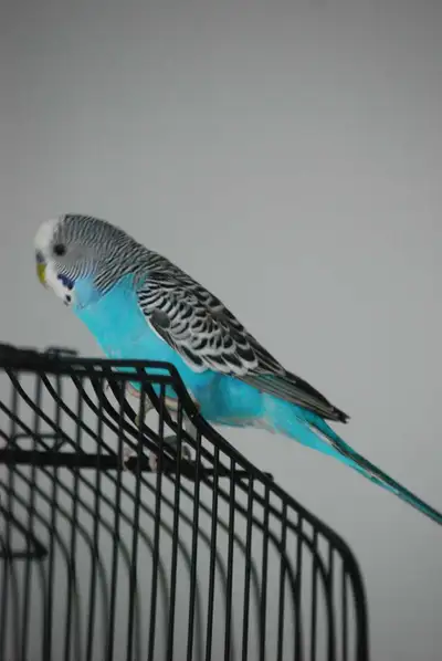 Female Budgie , View more