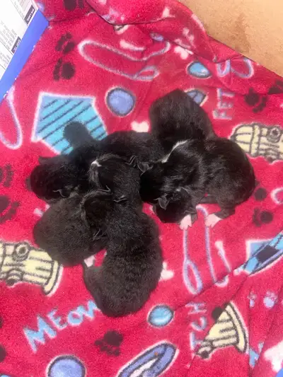 Tuxedo kittens for sale, View more