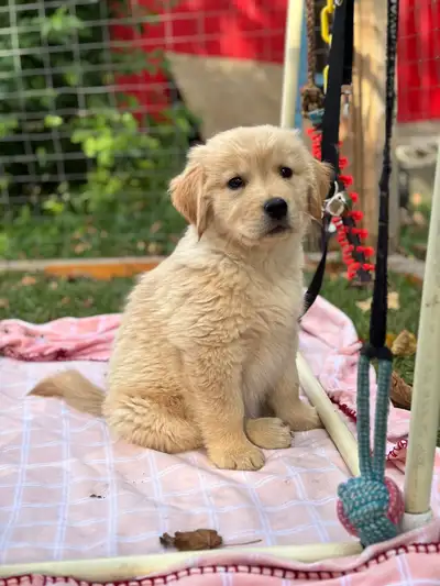 Golden retriever puppy - last girl, View more