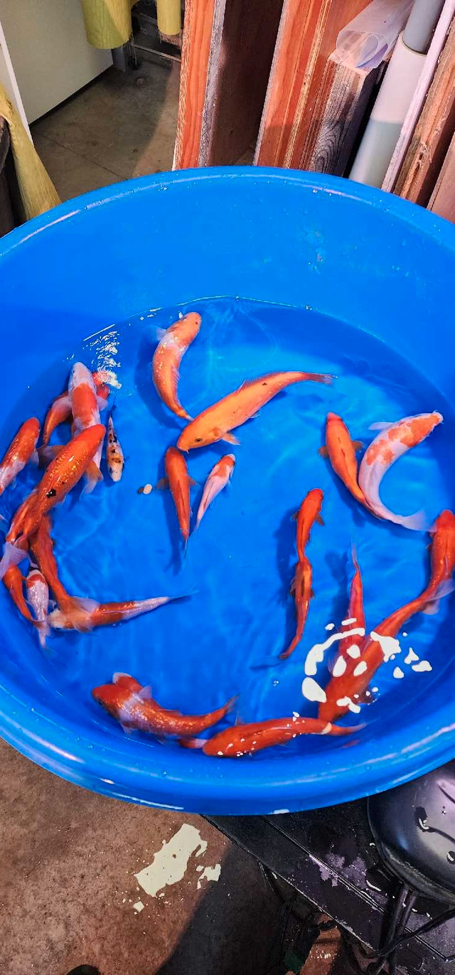Koi Fish in Fish for Rehoming in Stratford - Image 2