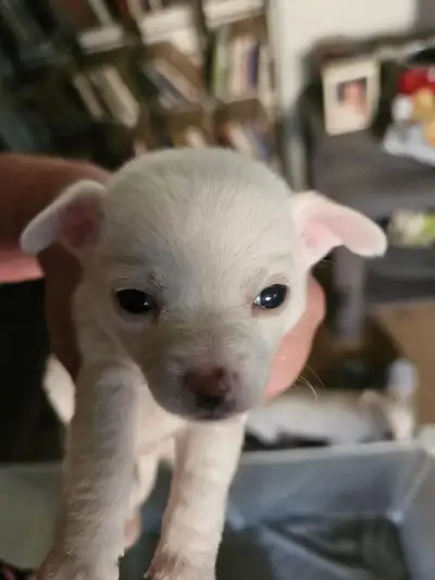 Chiots chihuahua, View more