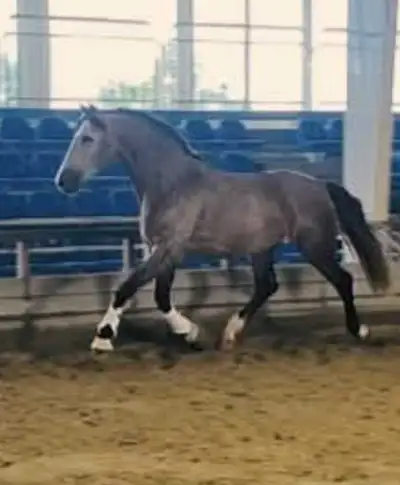 Andalusia horses for sale directly from Spain, View more