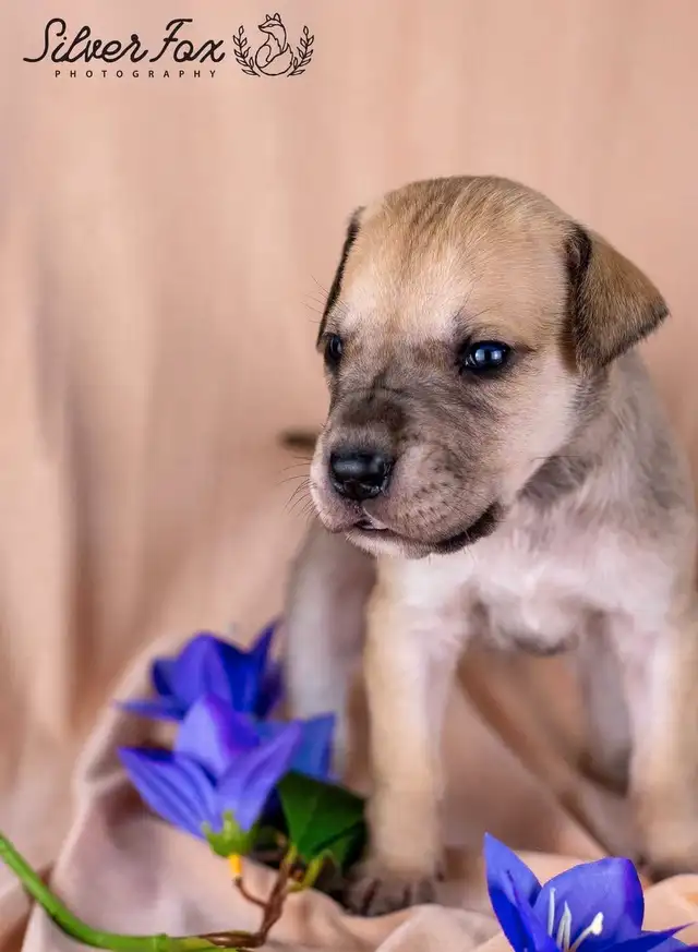 Great Dane puppies in Dogs & Puppies for Rehoming in Saint John - Image 3