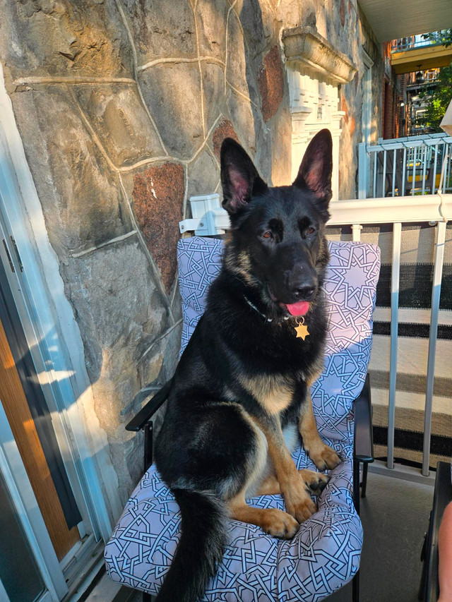 German Shepherd looking for a good home dans Chiens et chiots à adopter  à Ville de Montréal
