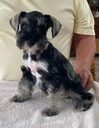 Male salt and pepper Miniature Schnauzer puppy still available. He has been vet checked, vaccinated...