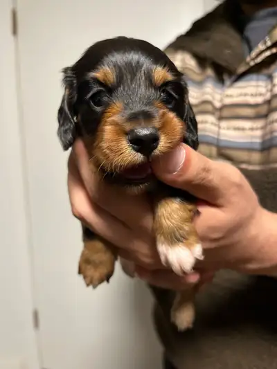 Longhaired Miniature Dachsund Puppies for Sale!, View more