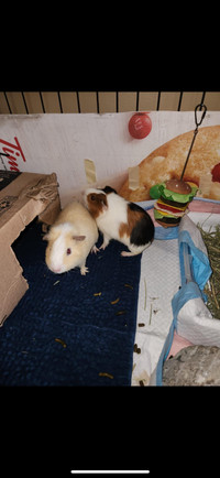 Two free male Guinea pigs 