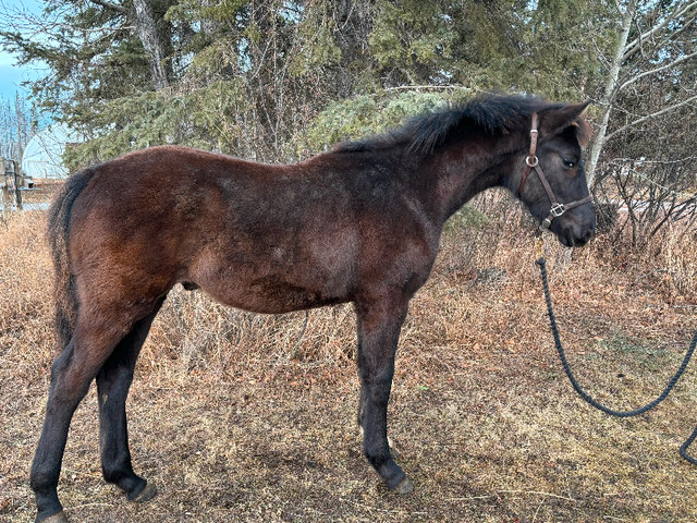 Gorgeous black KWPN Secret/Freestyle gelding! in Horses & Ponies for Rehoming in Edmonton - Image 2