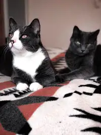Two mature loving cats