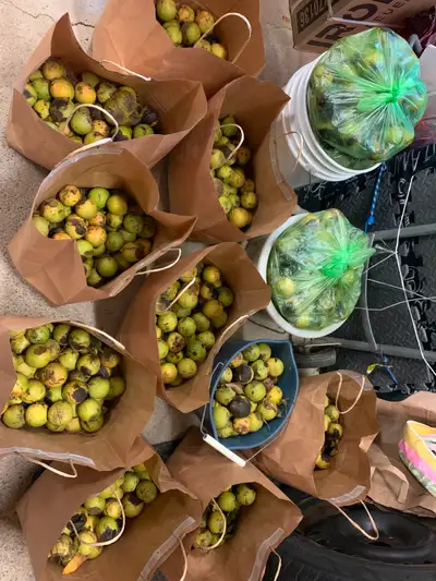 Black Walnuts for FREE, View more