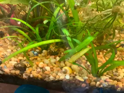 Dwarf Sagittaria Aquarium plant for trade. (Lots to trade fast), View more