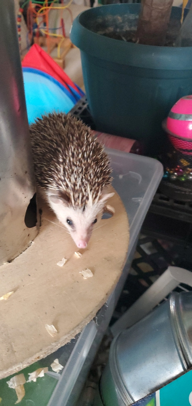Hedgehog [black eyed pied] male in Small Animals for Rehoming in City of Toronto