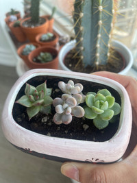 Succulent assortment with pot