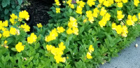 Yellow Evening Primrose Plant