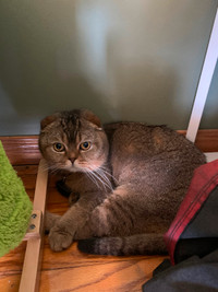 Purebred Scottish Fold with everything - NEED TO REHOME ASAP