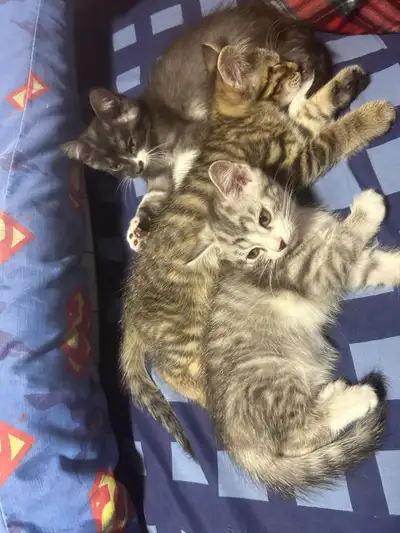 3 kittens for rehoming, View more