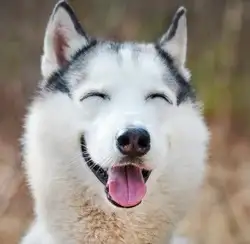 Dog Walker & Pet Daycare, View more