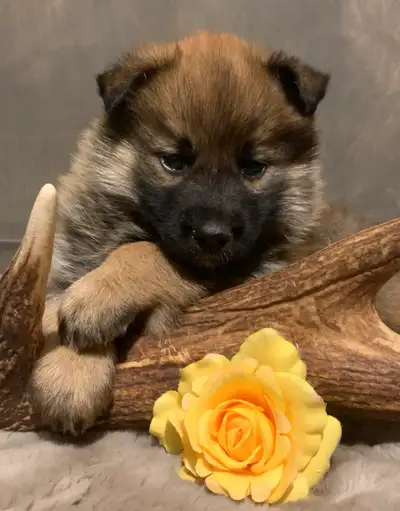 Wildly gorgeous! Beautiful blend of European Shepherd and Alaskan husky! Healthy! Intelligent! Affec...