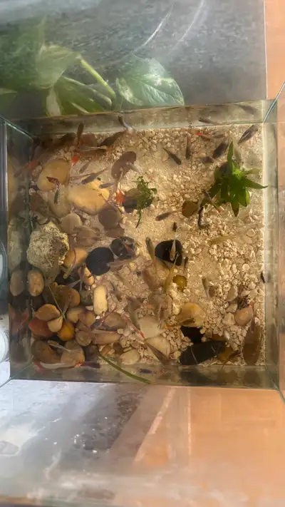 All adults Guppy fries are 1$ Colourful different and unique types You can buy as many as you want I...