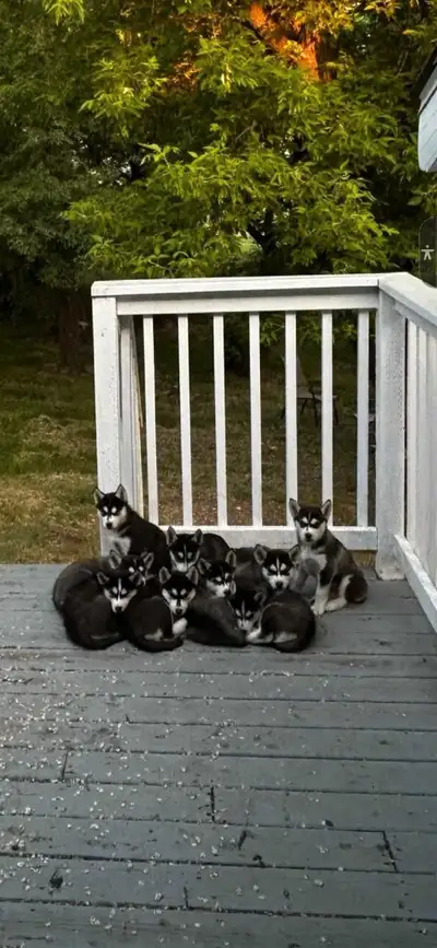 We have 9 Husky pups for sale. Mom is 55 lbs, dad is 70 lbs. Asking $500 with first shots and vet ch...