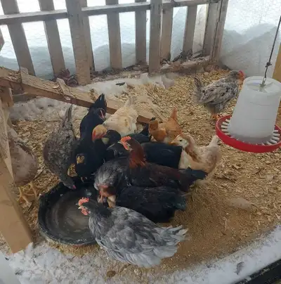 free roosters, View more