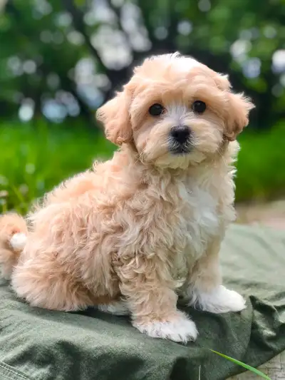 Shih tzu mix puppy (male), View more